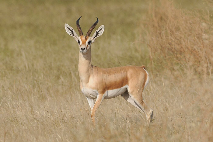 gazelle