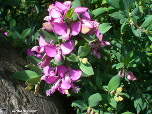 9152_arbuste___identifier