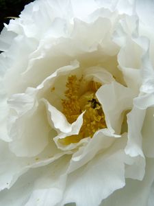 A19