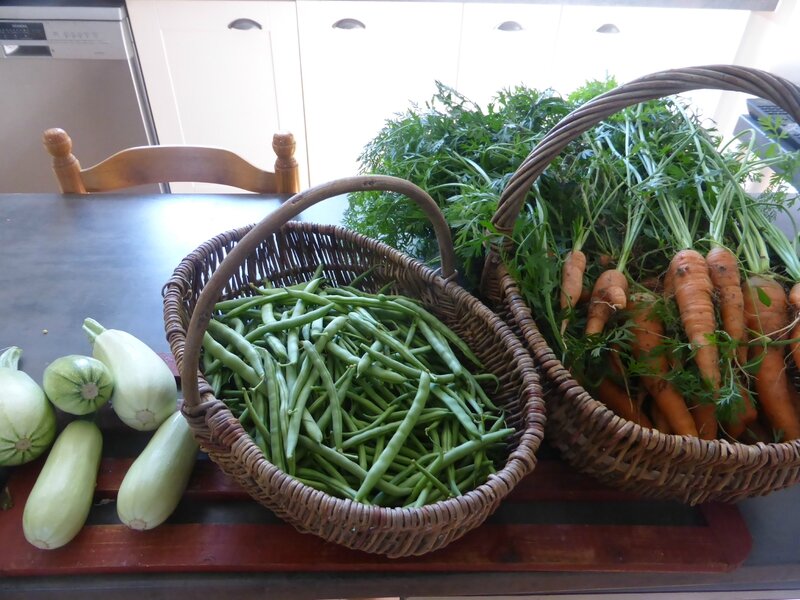 28-récolte du jour-courgettes-haricots-carottes (1)