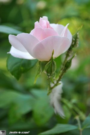 Sourire-d'Orchidee-1