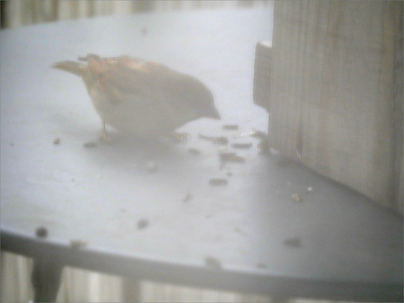 rideau oiseaux mangeoire 042023 ym 7