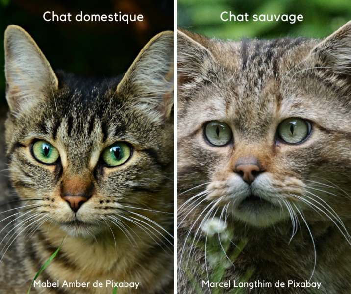 Chat%20dom-Chat%20sauvage