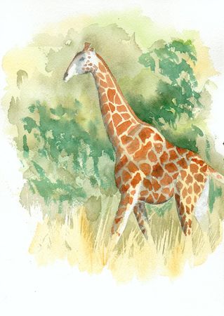 girafe