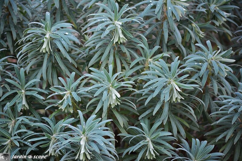 Euphorbe de Corse • Euphorbe Characias
