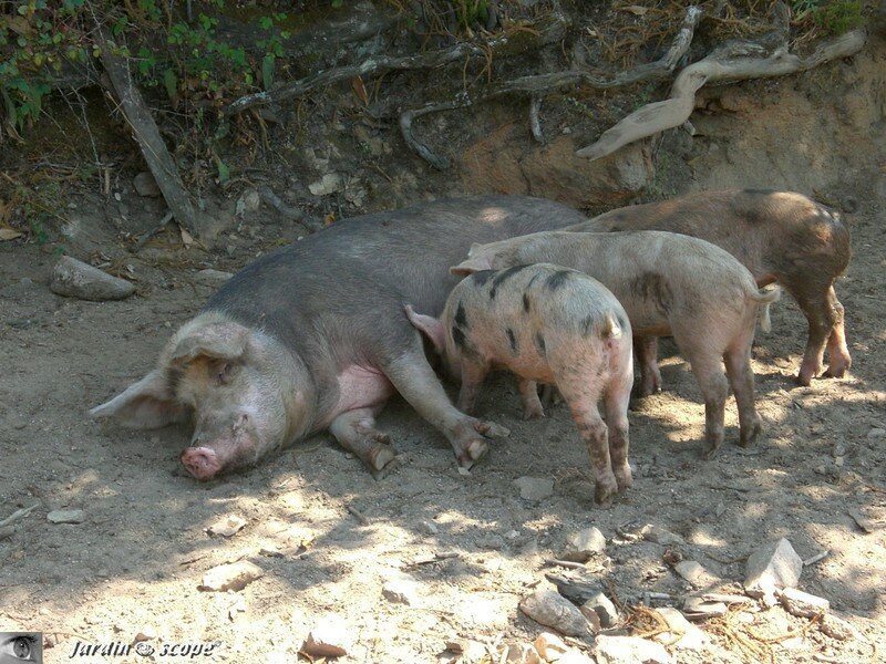 Porcinets à l'heure du 