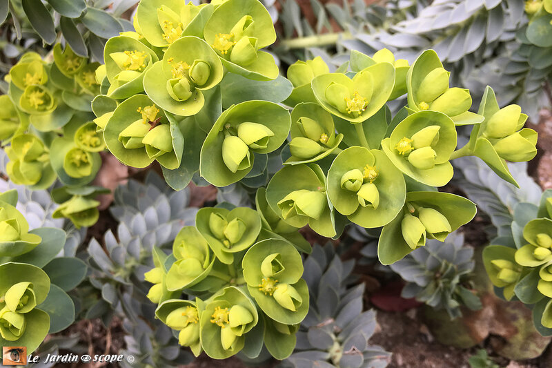 Euphorbia Myrsinite