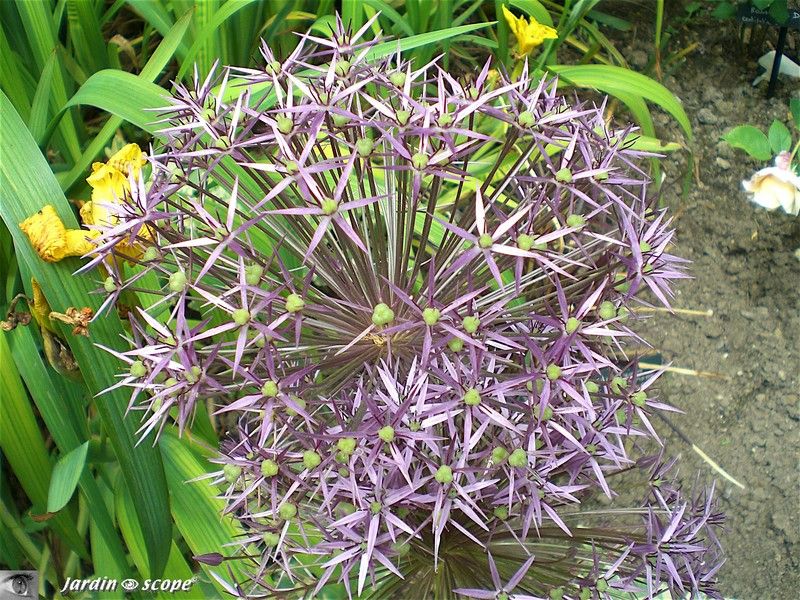 Alium giganteum
