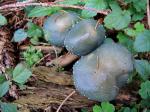 Morvan, champignons bleus (58)