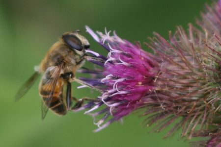 abeille2