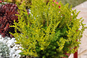 Sedum_sexangulare