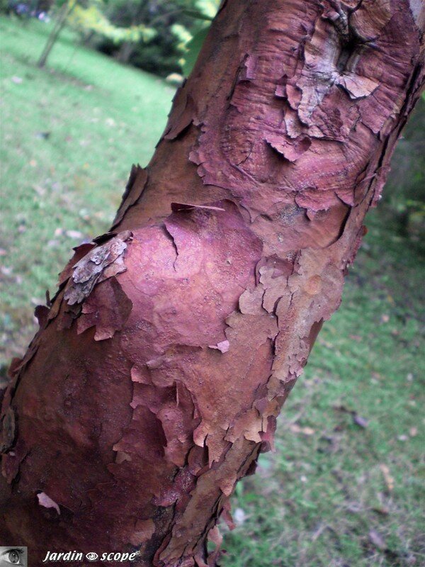 Écorce décorative de l'Acer griseum