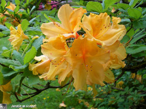 9337_Rhodo_jaune