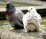 Couple_pigeons