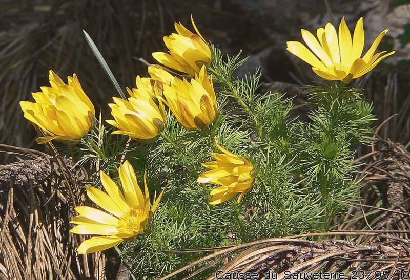 adonis vernalis