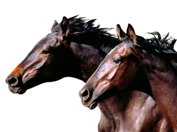 Horses117