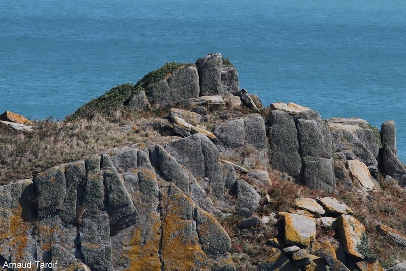 00296 Bretagne Saint-Coulomb - La Réserve Ornitho de l'Ile des Landes