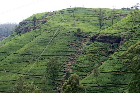 Plantations_de_th_