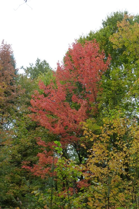 les couleurs d'automne