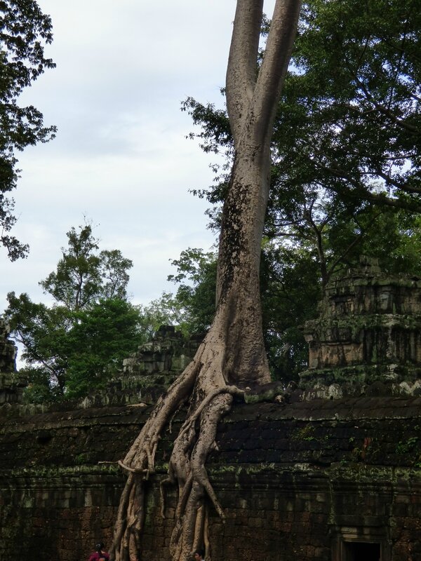 cambodge mamou novembre 2013 763