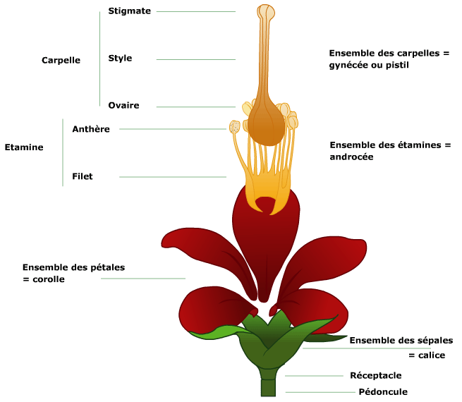 morpho florale