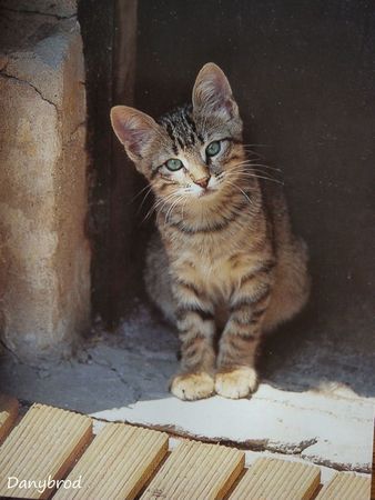 chat