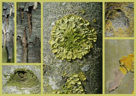 Arbres_et__corces