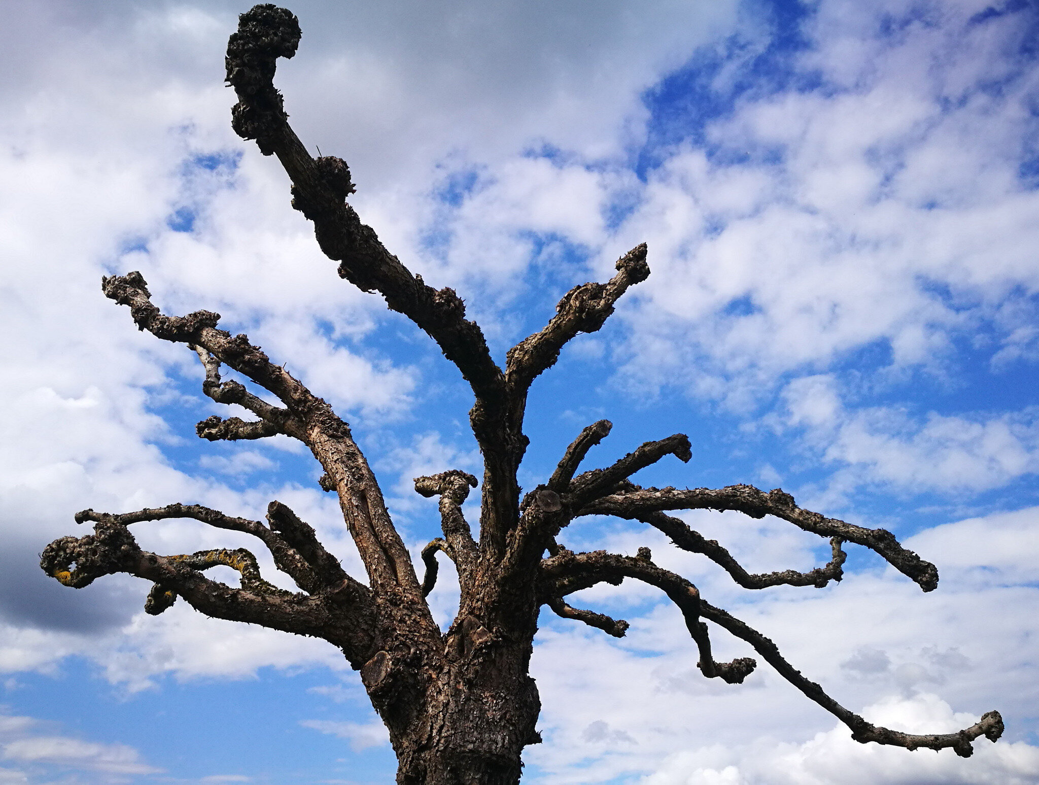 Leren, arbre (64)