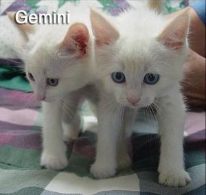 cat_gemeaux