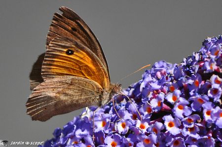 Papillon-sur-buddléia