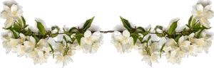Gif barre fleurs de Pommiers 300 pixels