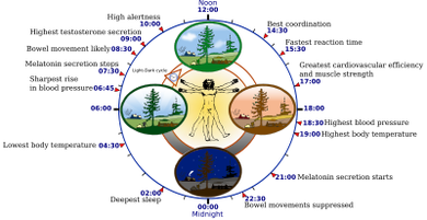 400px-Biological_clock_human