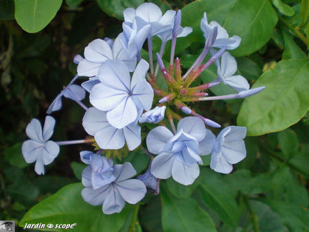 8891_Plumbago