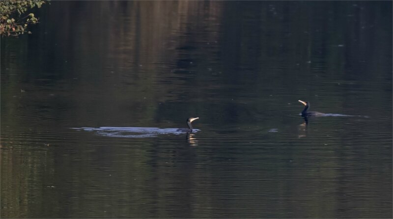ville oiseaux cormorans 1 041117