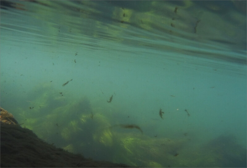 Rivière sub matin 050421 4