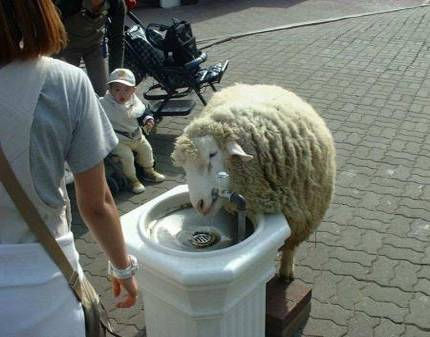 mouton_fontaine