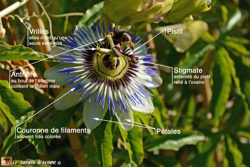 Passiflore-détails-de-la-fleur