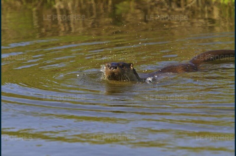 la-loutre-de-retour-sur-les-cours-d-eau-ligeriens-photo-yoann-peyrard-1479278308