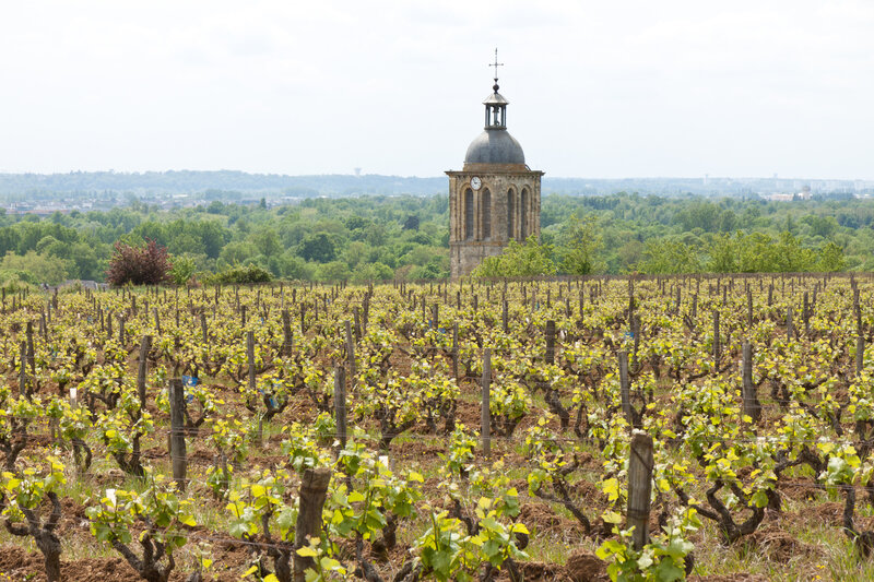 Vignes AOC Vouvray et clocher église Vouvray - Crédit
