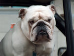 White_english_bulldog