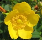 hypericum