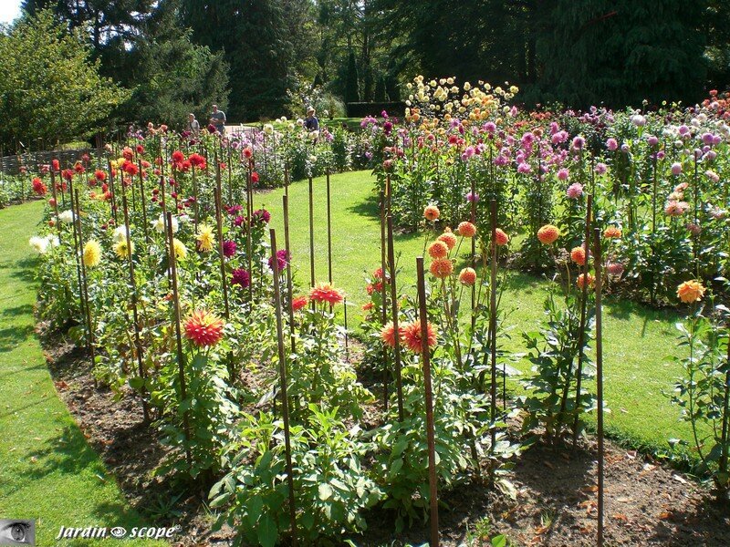 Le tableau de dahlia du parc floral