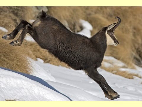 Chamois 2