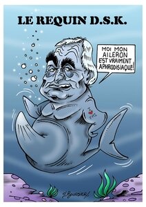 dsk requin coul web
