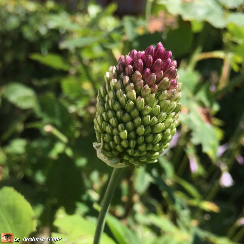Allium-Sphaerocephalum-2