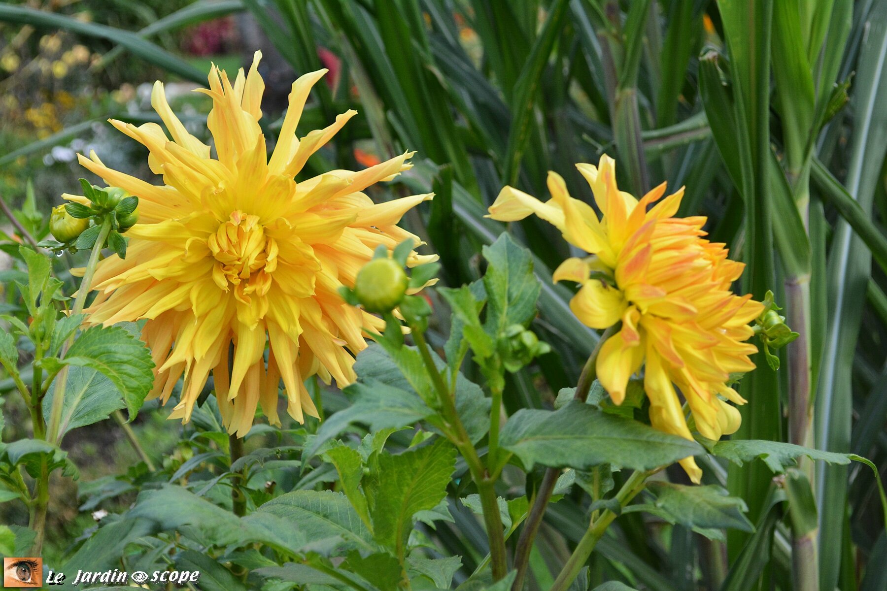 Dahlia Bonavantura