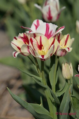 IMG_2107copie2