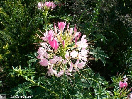 Cleome_en_fleur