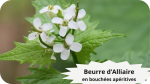 31 ALLIAIRE(5)Beurre d’alliaire en bouchées apéritives-modified