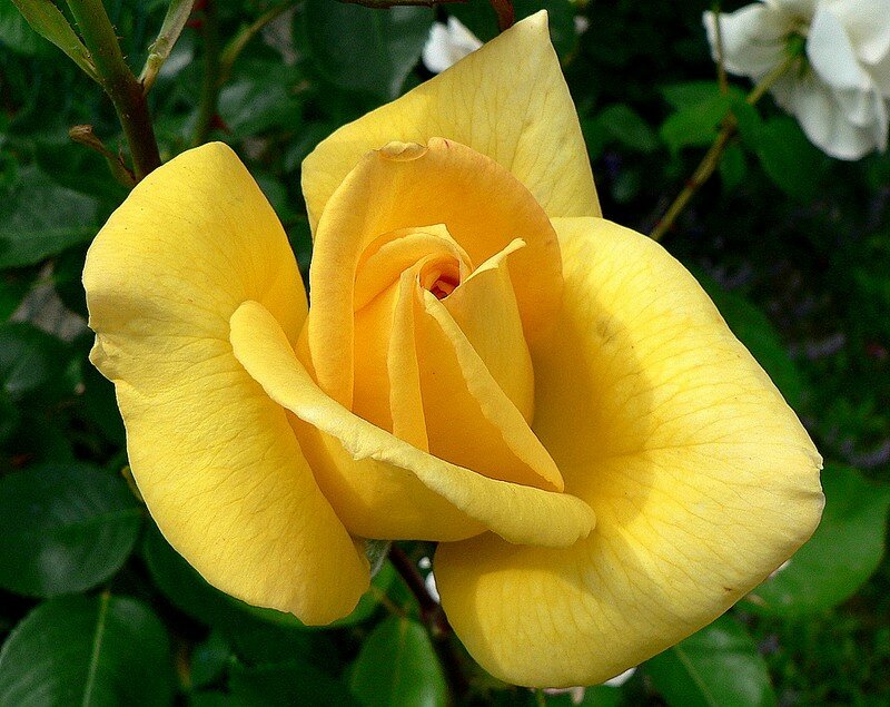 rose O Sole Mio